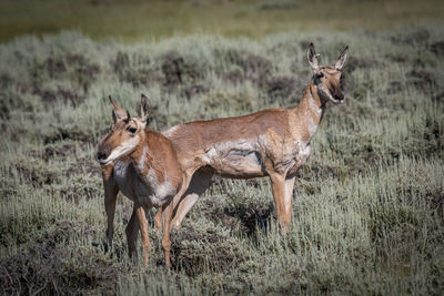 Pronghorn on plants in forest