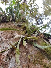 Close-up of plant growing in forest