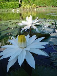 Lotus water lily in pond