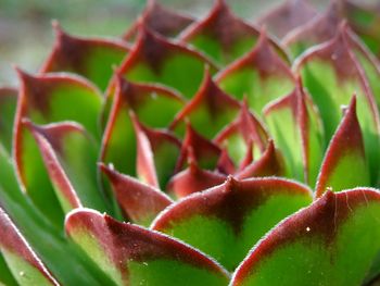 Close-up of pink flower