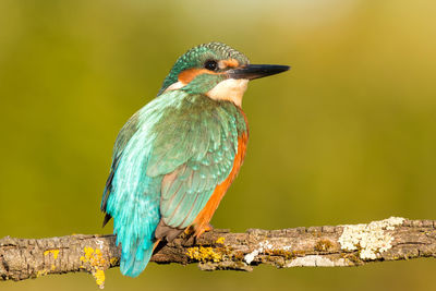 Close-up of bird perching on branch