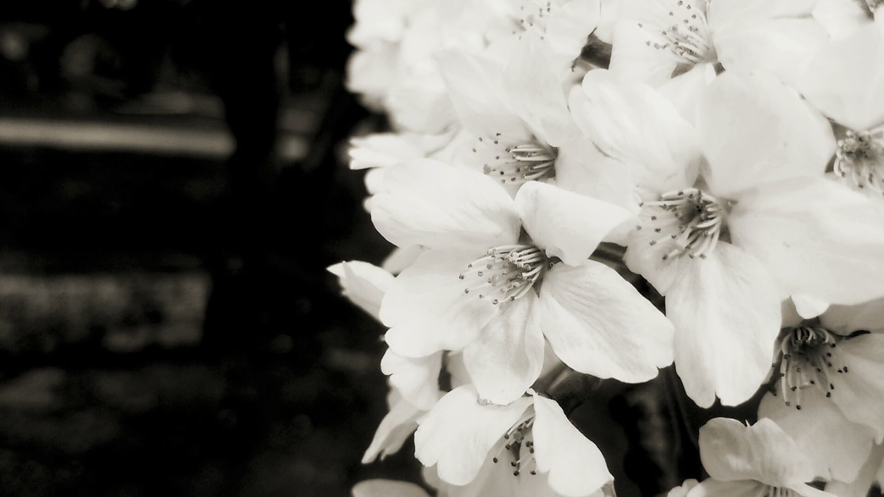 flower, petal, freshness, fragility, flower head, growth, beauty in nature, blooming, focus on foreground, nature, close-up, pollen, in bloom, plant, stamen, blossom, white color, single flower, selective focus, day