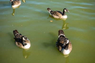 High angle view of duck swimming in lake