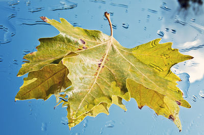 Close-up of maple leaf floating on water