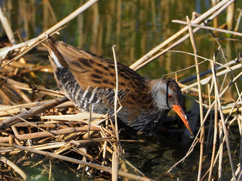 Close-up of bird perching