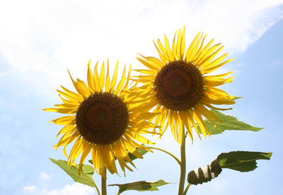 Close-up of sunflower against sky