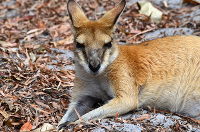 Close-up of kangaroo lying on dry leaves