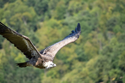 Bird flying over a tree