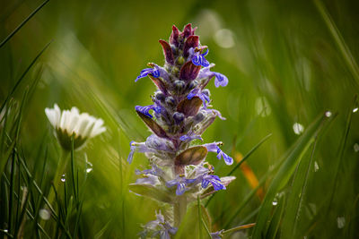 plant