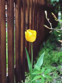 Close-up of yellow flowering plant