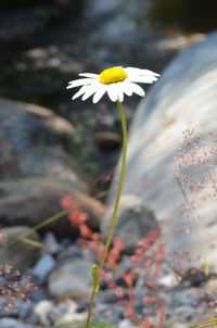 Close-up of yellow flower