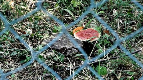Plants growing in park