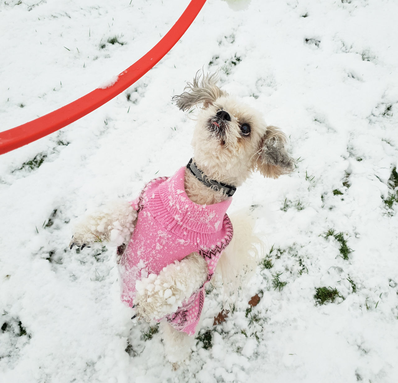 dog, canine, winter, one animal, domestic, animal themes, pets, domestic animals, cold temperature, snow, animal, mammal, white color, field, no people, vertebrate, day, nature, clothing, outdoors, small, warm clothing