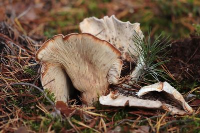 Close-up of lizard on a field