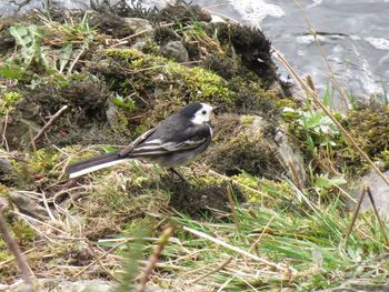 Close-up of bird perching on plant