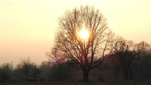 Trees on field against sky during sunset