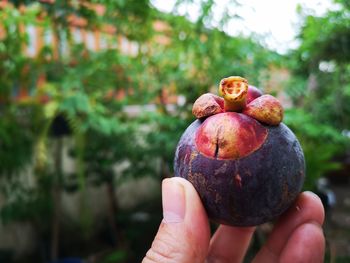 Close-up of hand holding fruit