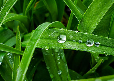 Close-up of water drops on green leaves during rainy season