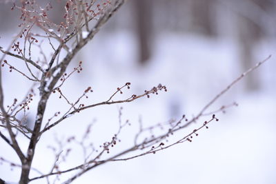 Close-up of dried plant during winter