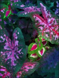 Close-up of flowers blooming outdoors