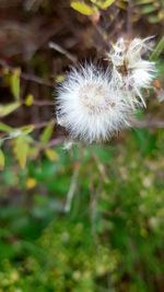 Close-up of dandelion