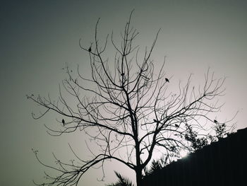 Low angle view of silhouette bare tree against clear sky