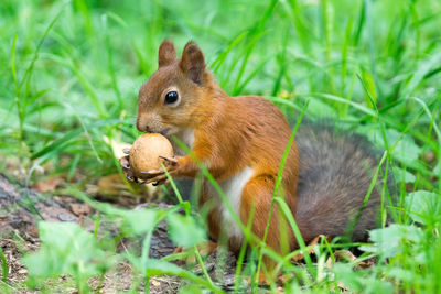 Squirrel on rock