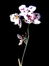 Close-up of flower over black background