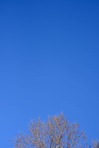 Low angle view of trees against clear blue sky