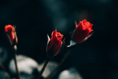 Close-up of red rose against blurred background