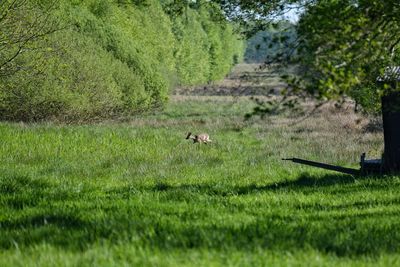 View of deer on grassy field