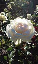 Close-up of white rose on plant