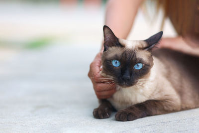 Close-up portrait of a cat