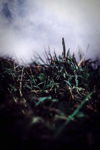 Surface level of grass on field against sky