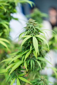 Close-up of fresh green plant