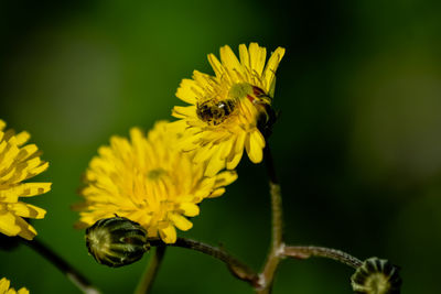 Close-up of bee on yellow flower