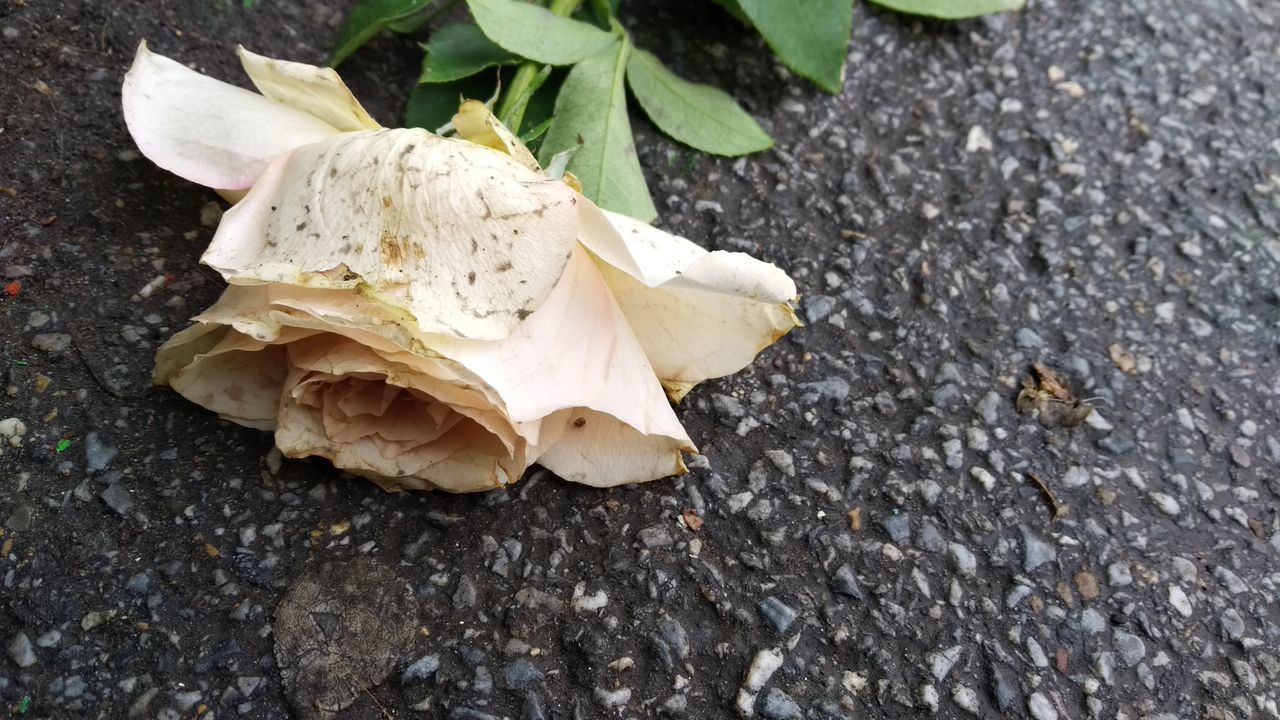 CLOSE-UP OF WHITE ROSE ON ROAD