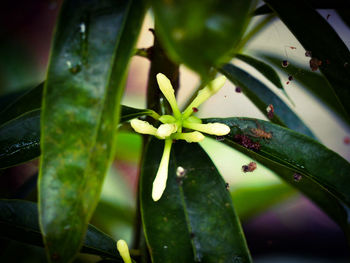 Close-up of insect on plant