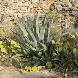 Plants growing in water