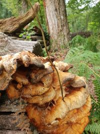 Close-up of mushrooms growing on tree trunk