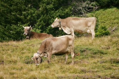 Cow standing on field