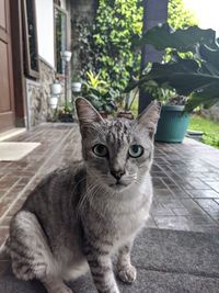 pet