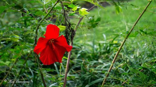 Close-up of red rose blooming outdoors