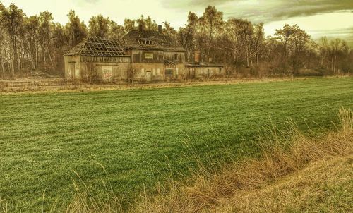 Trees on grassy field