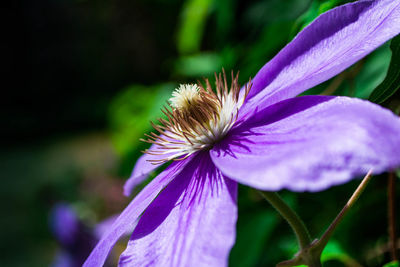 Close-up of purple flowering plant