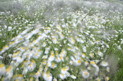 Close-up of wet flowering plants during rainy season