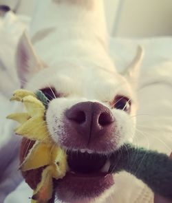 Close-up portrait of dog