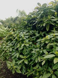 Plants growing in sunlight
