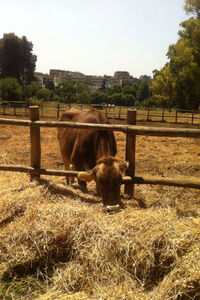 domestic animals