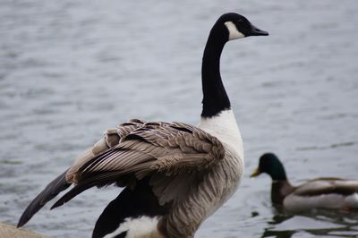 Close-up of a duck in lake